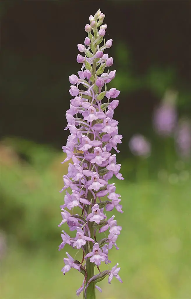 Mückenhändelwurz