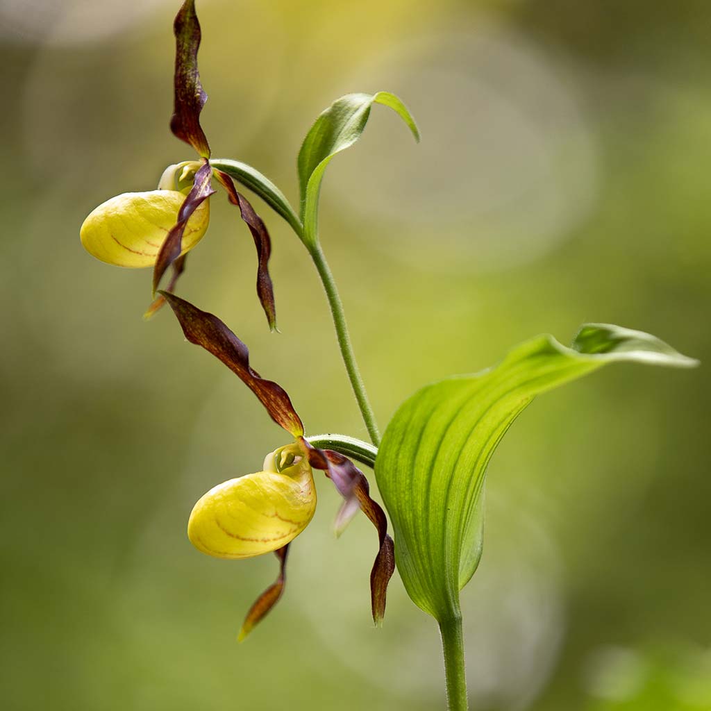 Orchidee auf einer Wiese